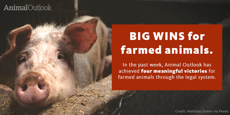 Four Meaningful Legal Victories For Farmed Animals - Animal Outlook