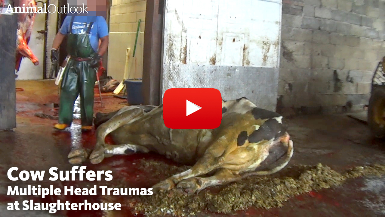 Caught on Camera: Cow, Unable to Walk, Suffers Through Multiple Head  Traumas at Slaughterhouse; Blatant Food Safety Violations Also Alleged -  Animal Outlook