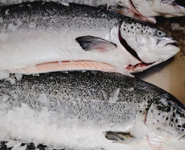 From Bad to Worse: The Rise of GMO Salmon - Animal Outlook