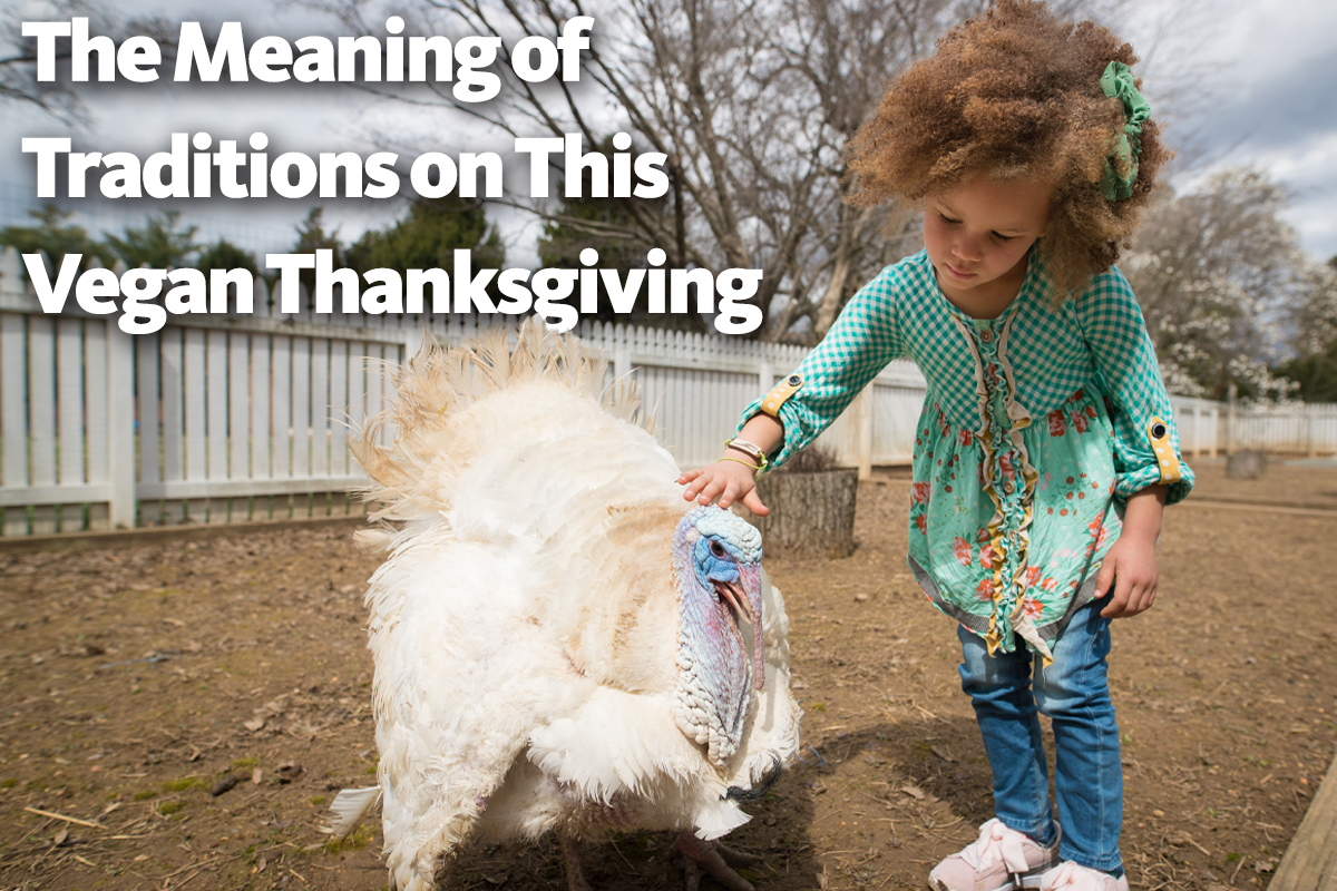 The Meaning of Traditions on This Vegan Thanksgiving - Animal Outlook