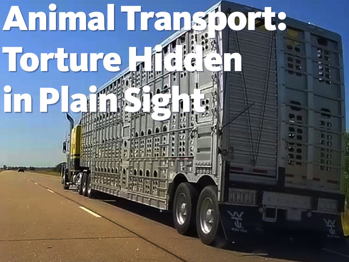 STOP Cruel Animal Shifting in Goods Transport Vehicles - Abhishek