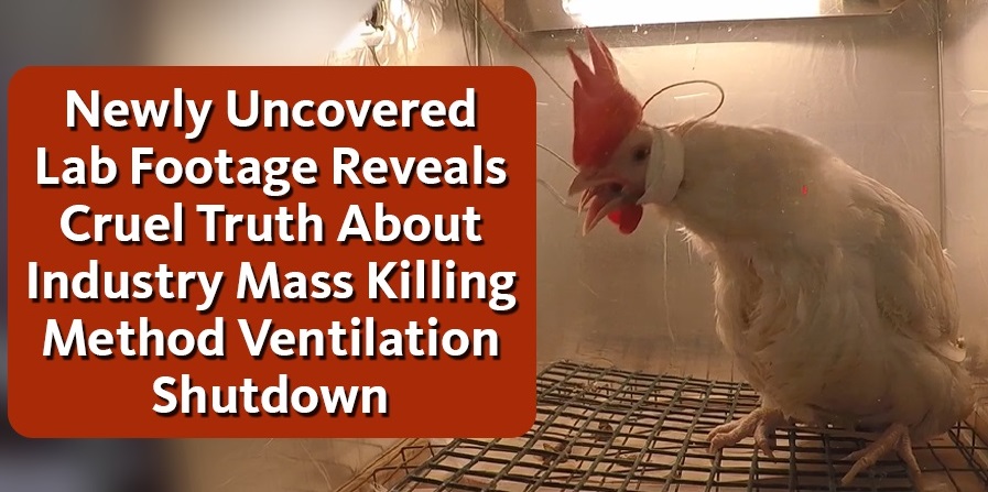 Amid Bird Flu Outbreak, Meat Producers Seek “Ventilation Shutdown” to  Mass-Suffocate Chickens