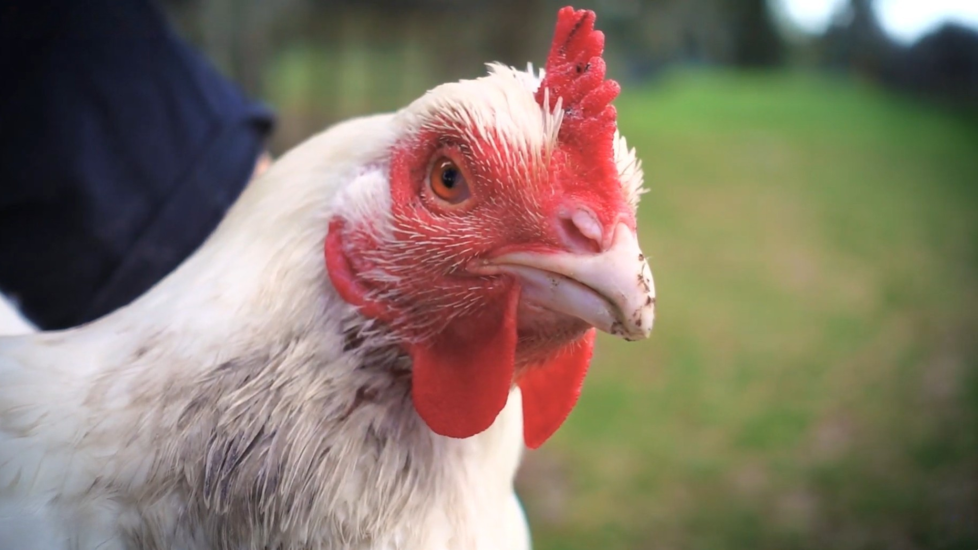 A white and red chicken