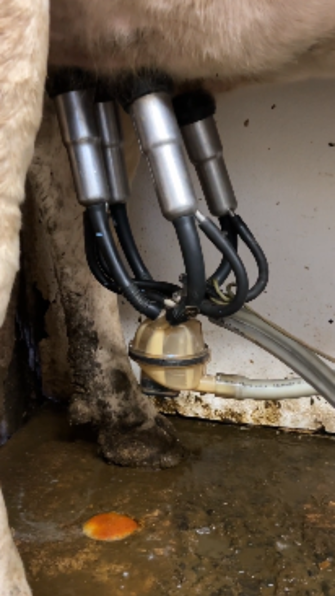 Raw Milk Investigation Image 10 A cow being milked in a filthy environment.