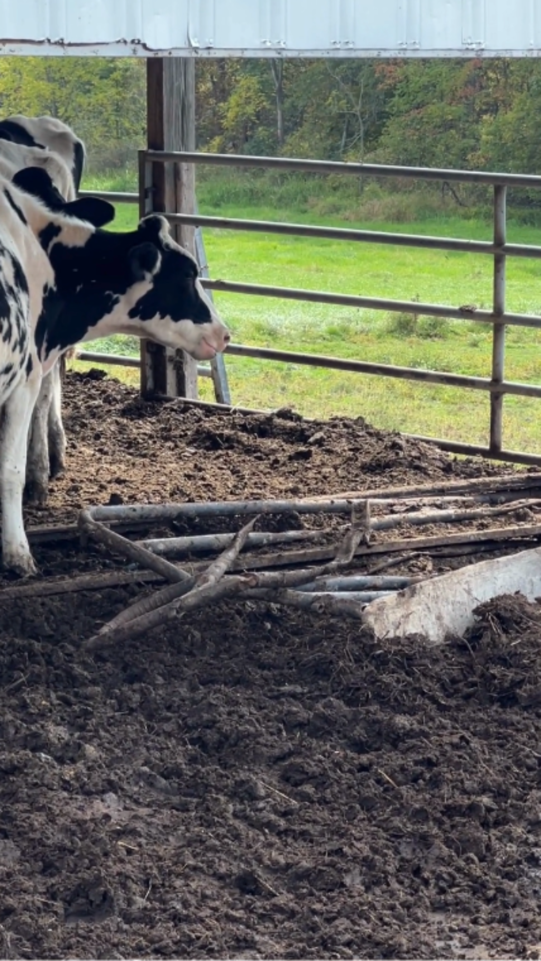 Raw Milk Investigation Image 11 Cows being housed in pens in need of repair.