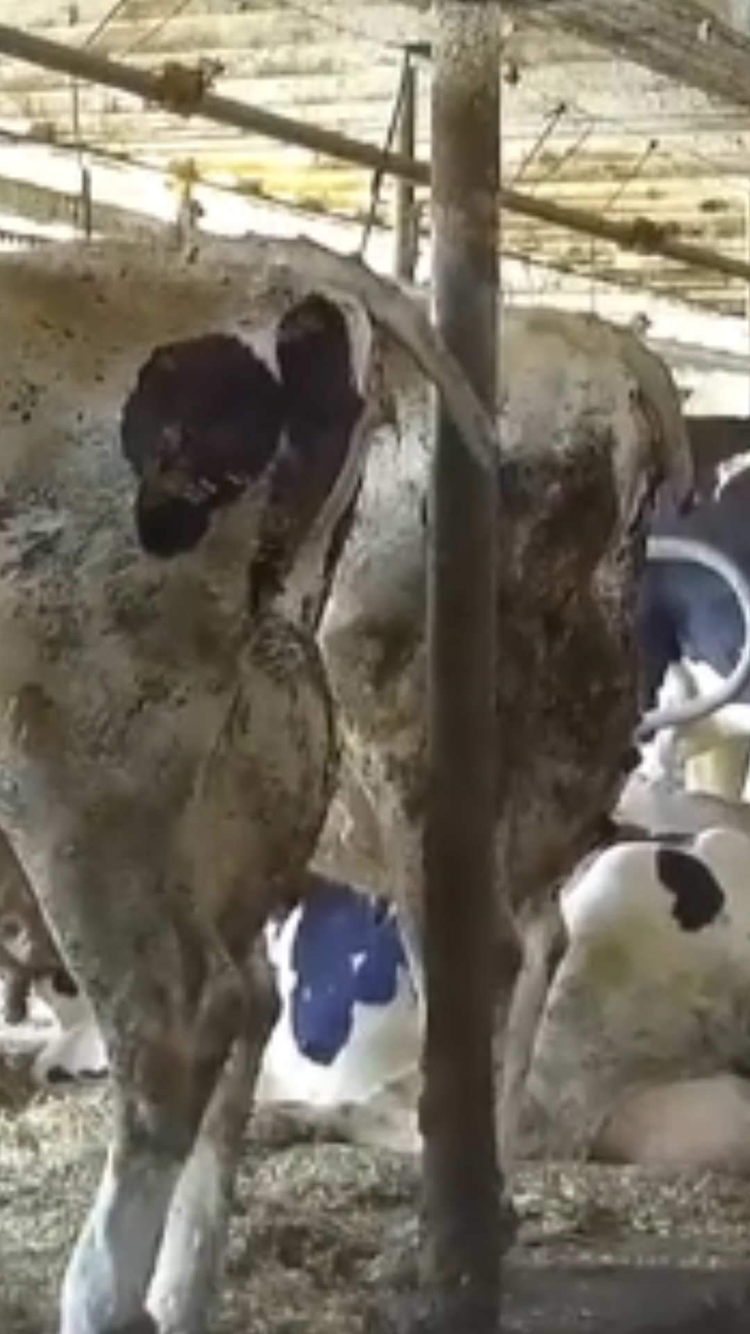 Raw Milk Investigation Image 14 These cows' tails were cut off from a cruel procedure called "tail docking.