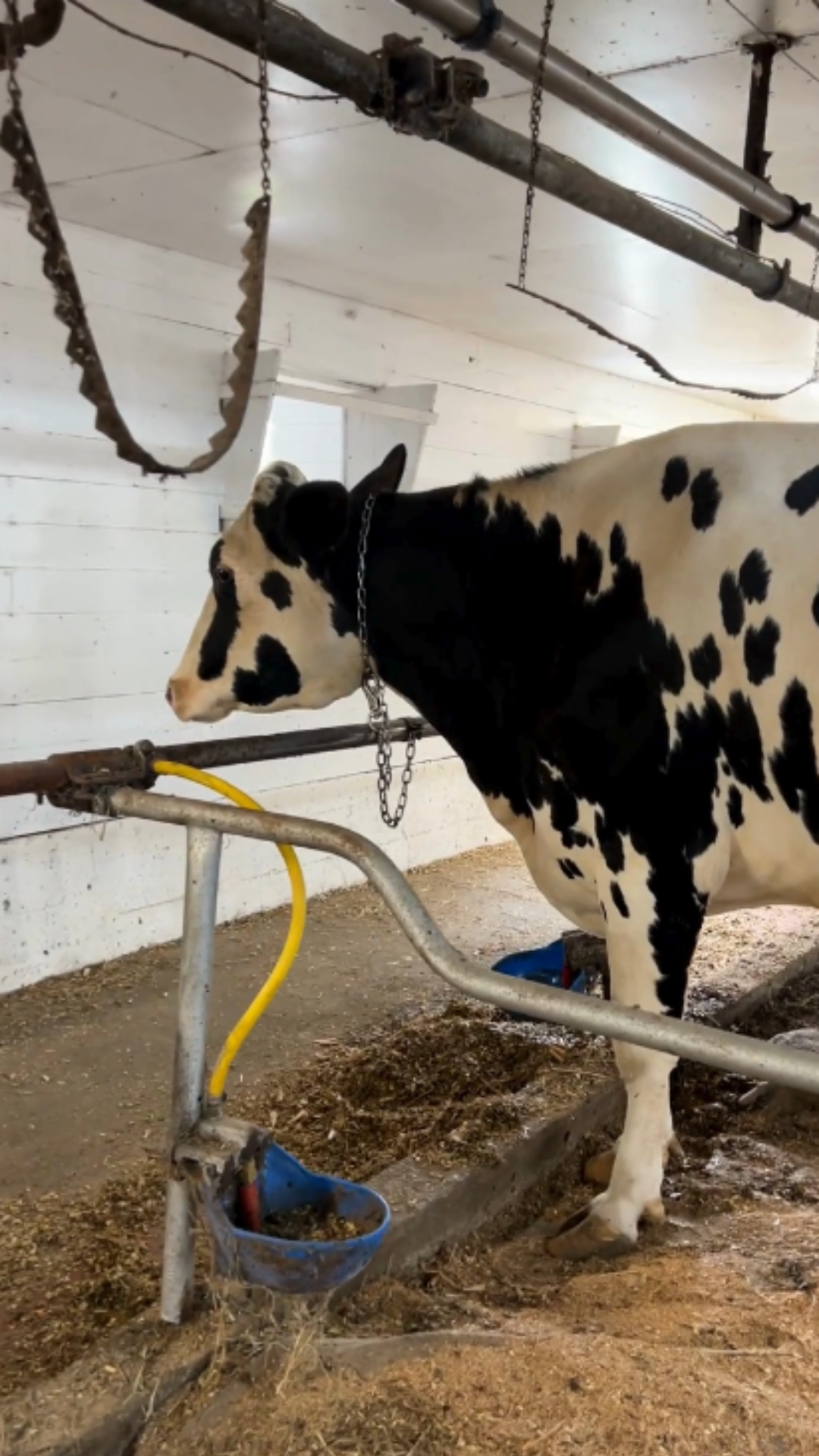 Raw Milk Investigation Image 17 A cow standing under a device designed to deliver electric shocks.