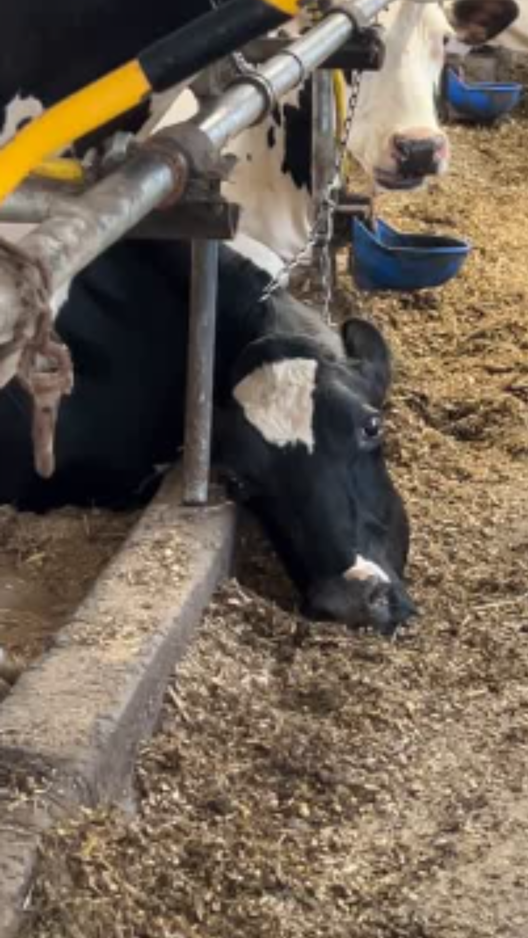 Raw Milk Investigation Image 18 A cow with a chain around her neck, not bothering to lift her head.
