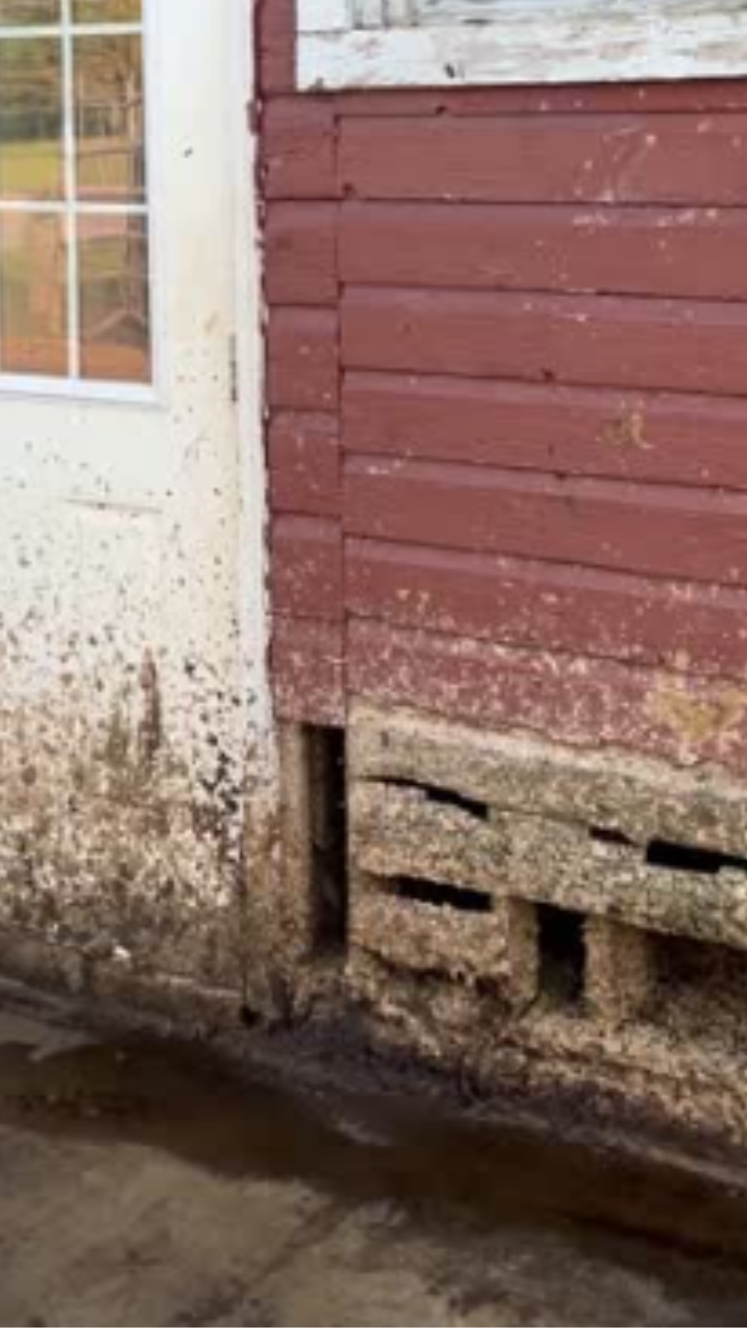 Raw Milk Investigation Image 20 A barn exterior covered in feces.