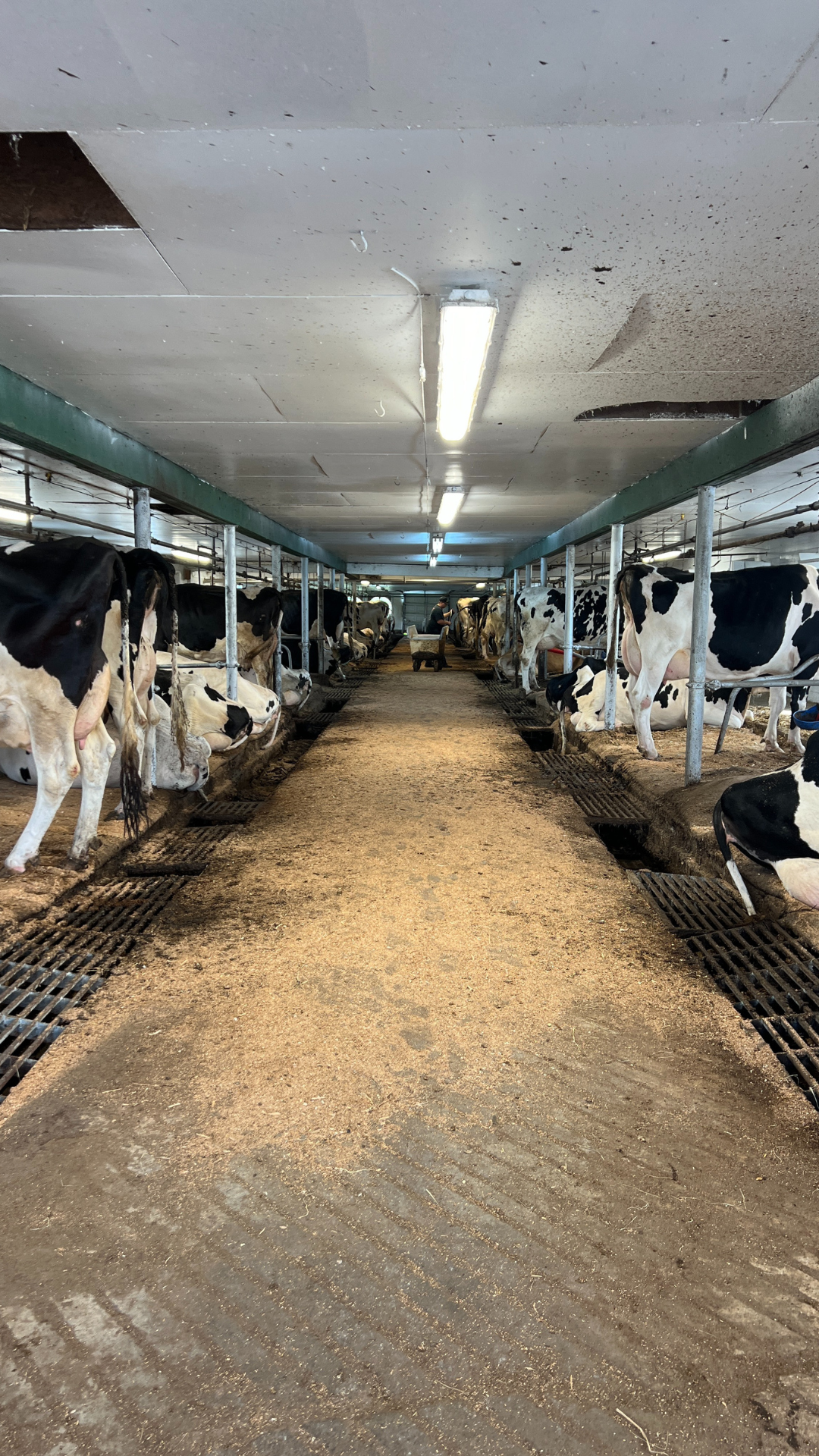 Raw Milk Investigation Image 21 Cows chained up inside a milking shed.