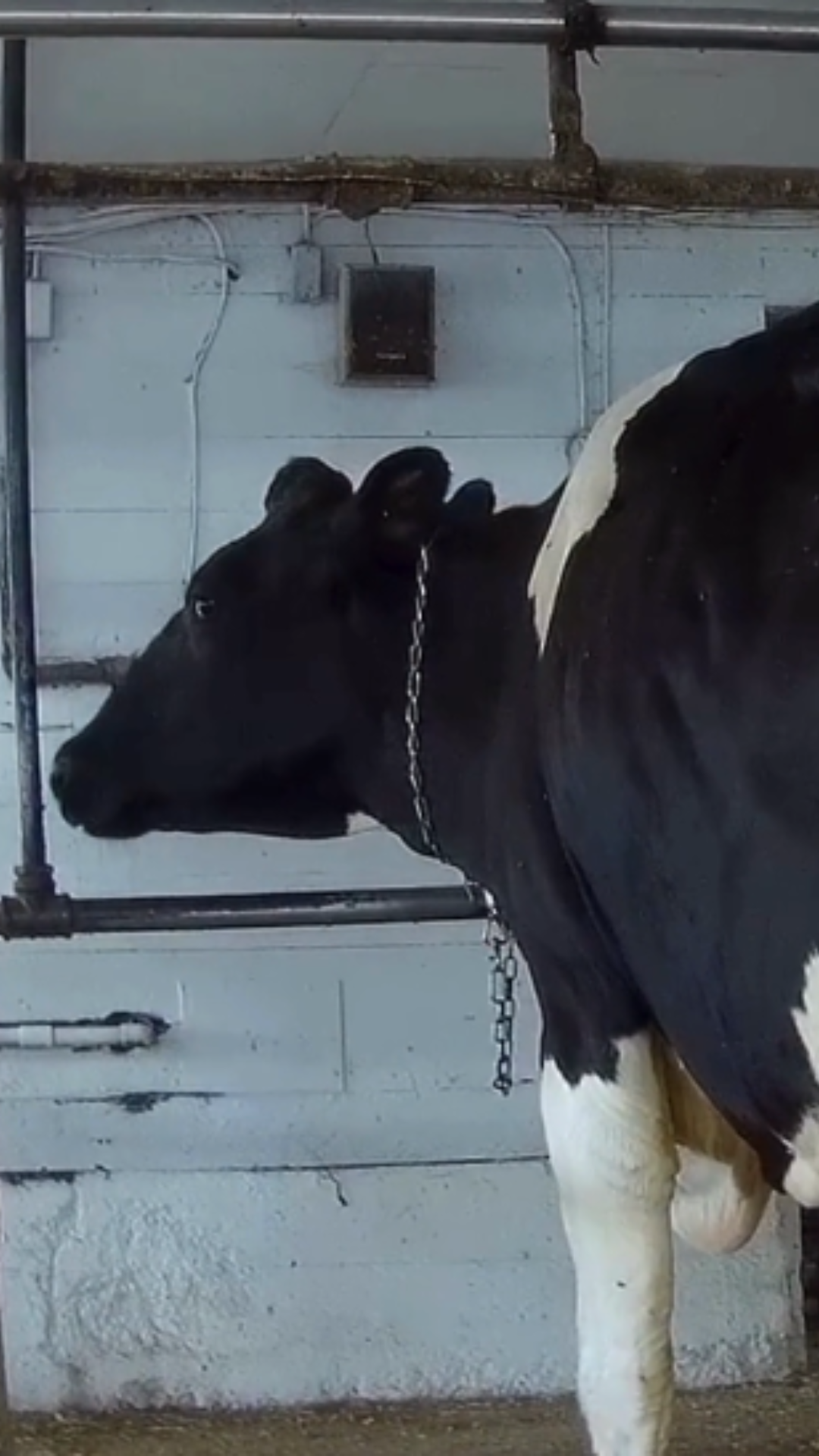 Raw Milk Investigation Image 4 A chained cow unable to turn around.