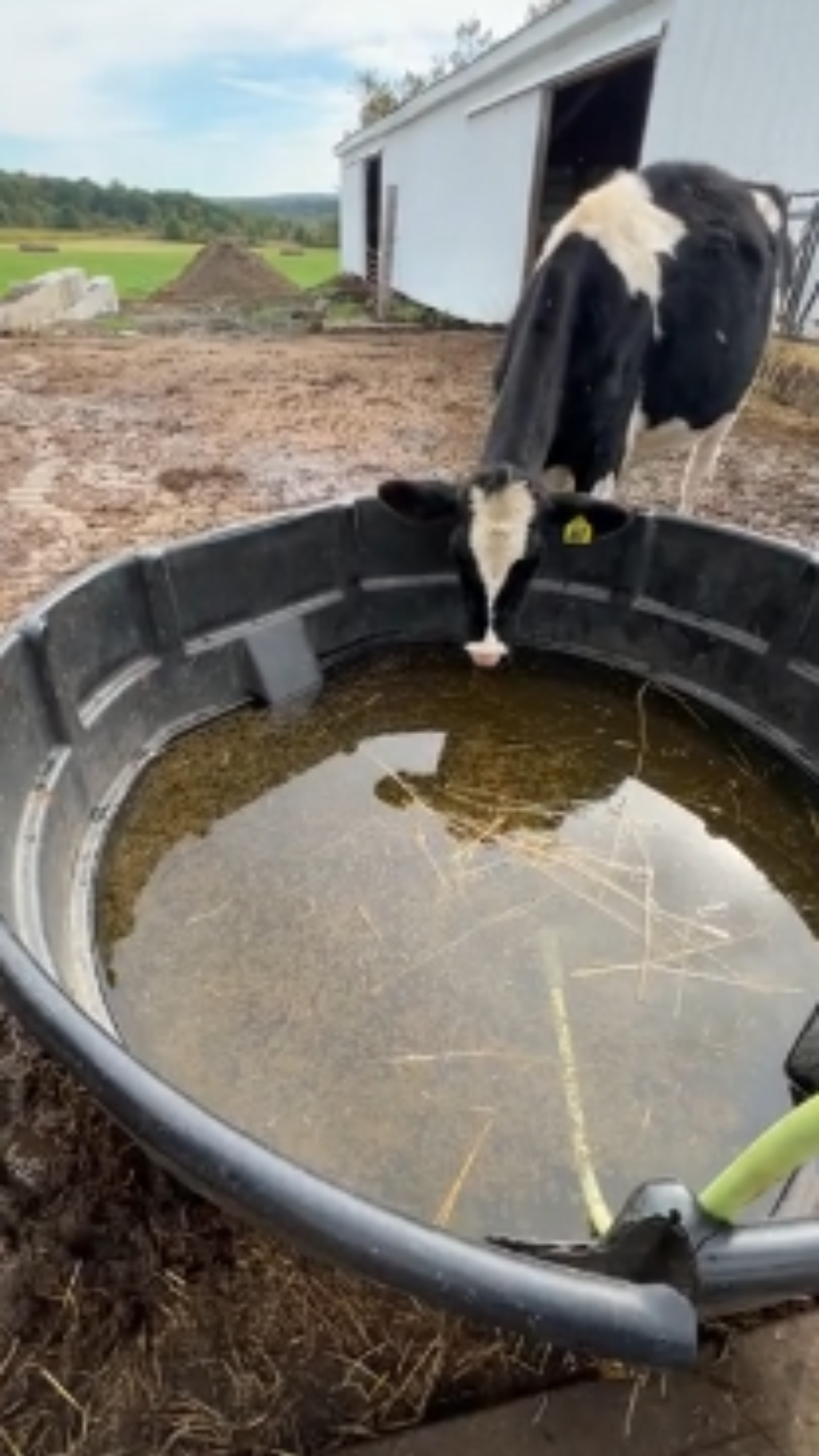 Raw Milk Investigation Image 7 A calf drinking from dirty water.