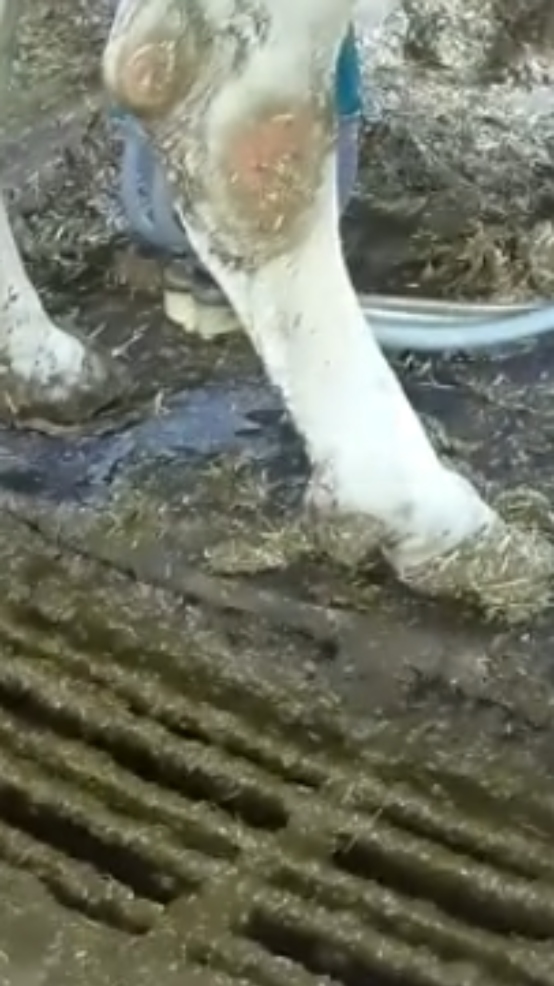 Raw Milk Investigation Image 8 Feces accumulated on the floor under a cow being milked.