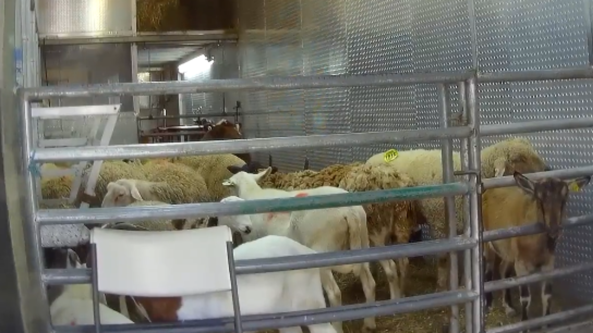 NYLM Webpage Image 17 Sheep and goats in a crowded pen
