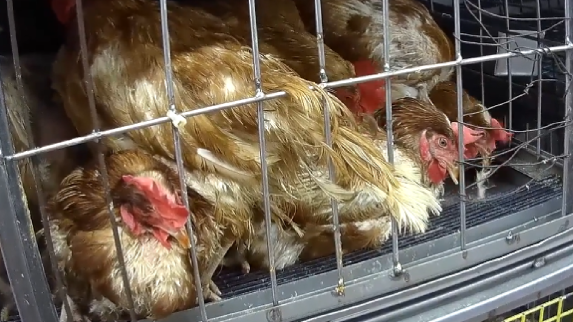 NYLM Webpage Image 18 Chickens crammed into a small cage, many missing feathers