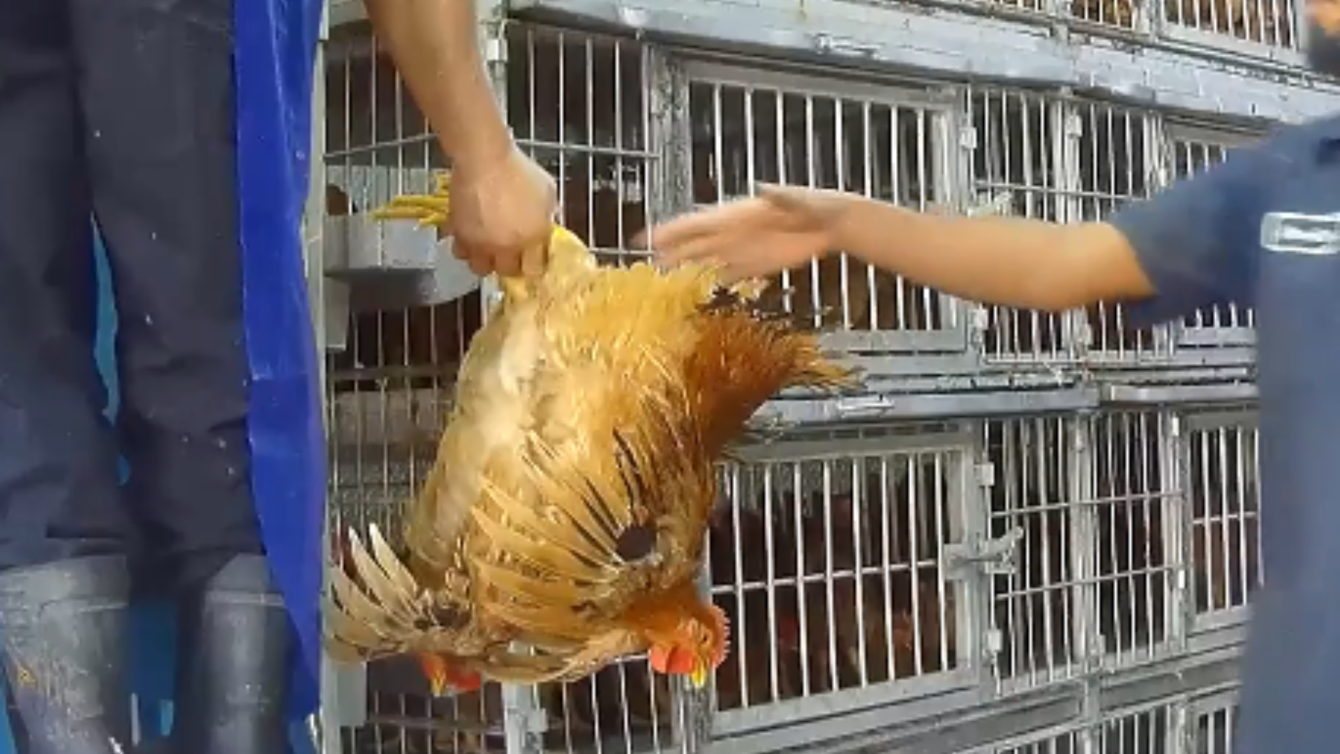 NYLM Webpage Image 20 chickens are pulled from a cage by their legs, then passed between workers