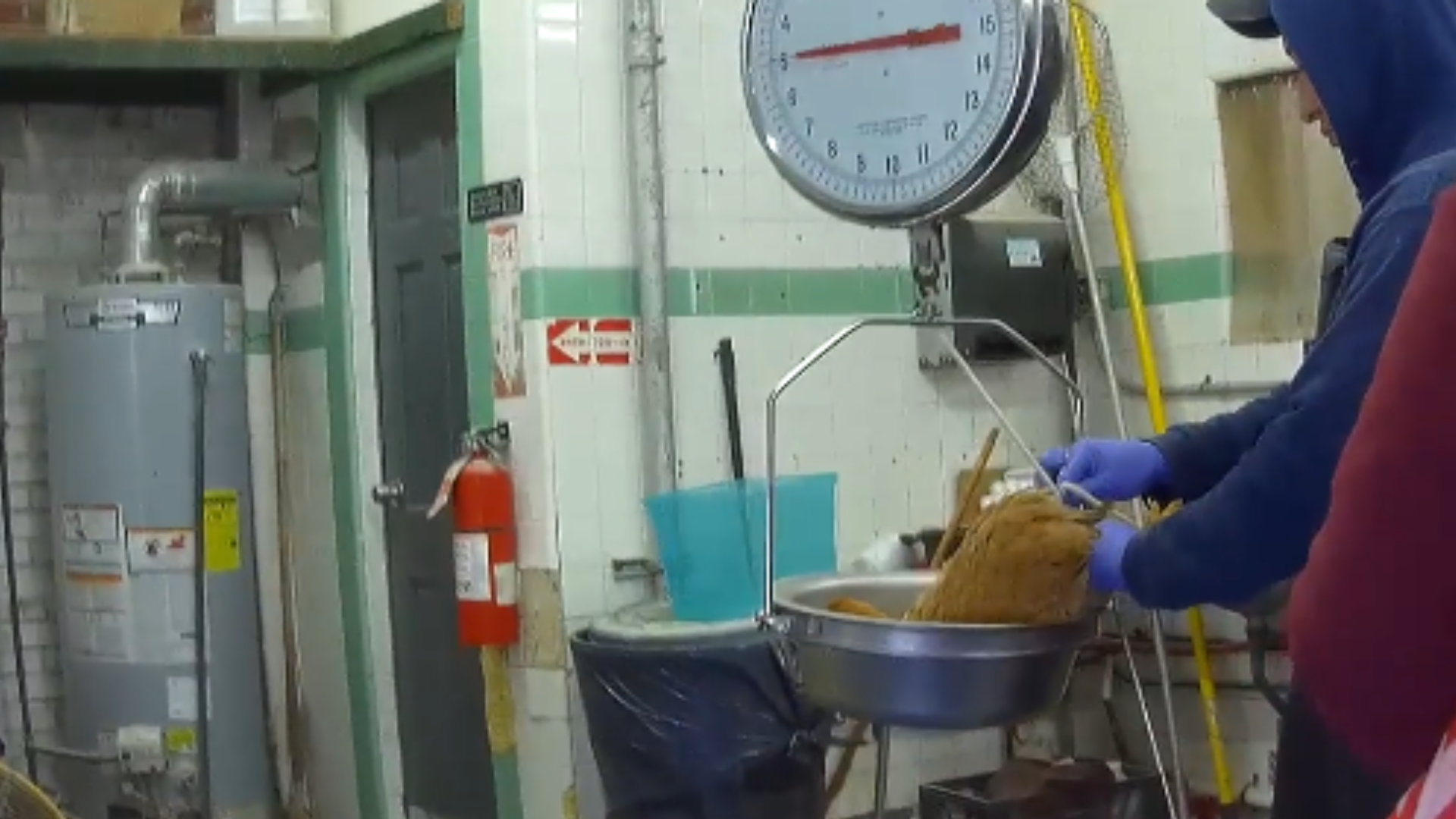 NYLM Webpage Image 21 A chicken is weighed before being slaughtered