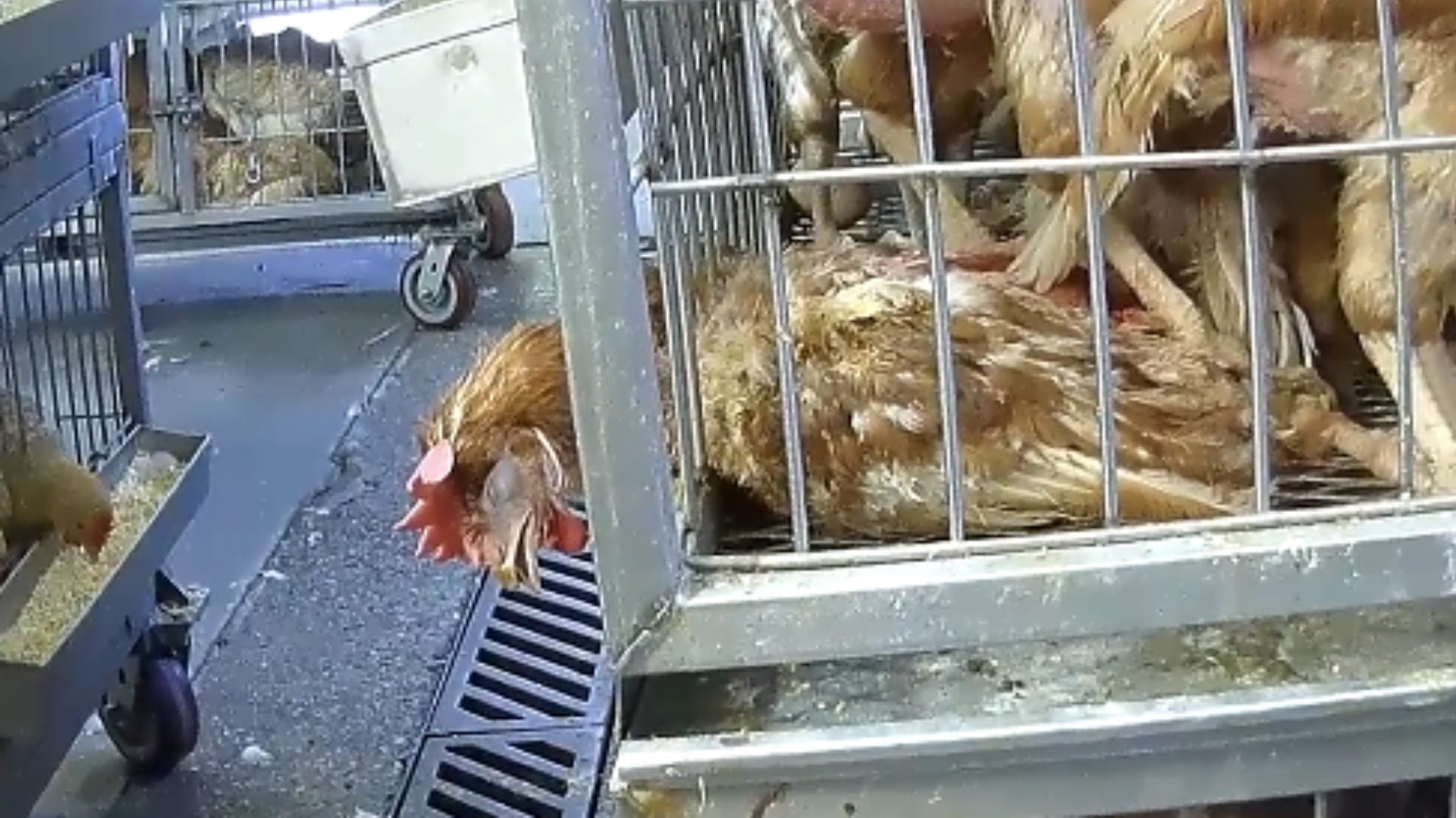NYLM Webpage Image 4 A chicken hangs their head through the bars of a crowded cage