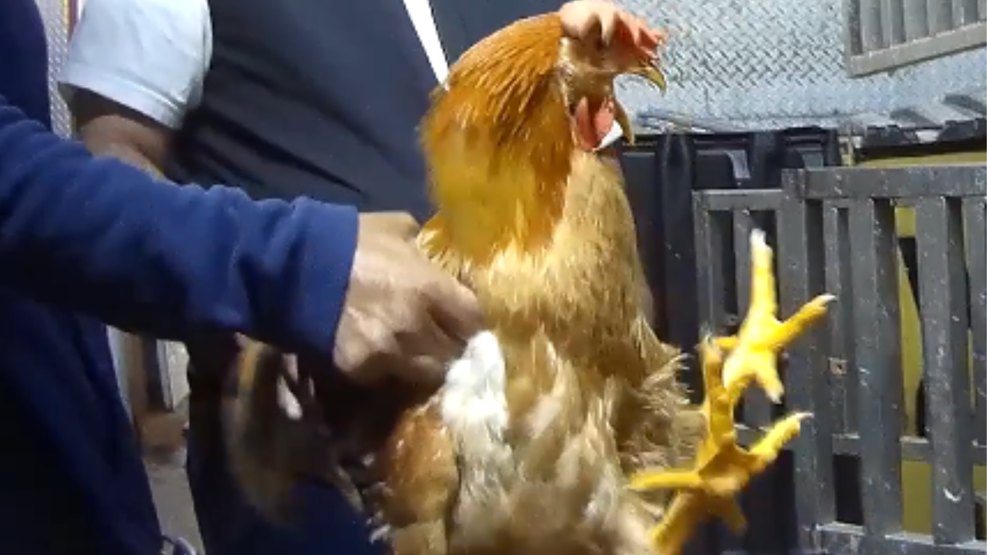 NYLM Webpage Image 6 A worker roughly pulls a chicken out of a cage by their wings