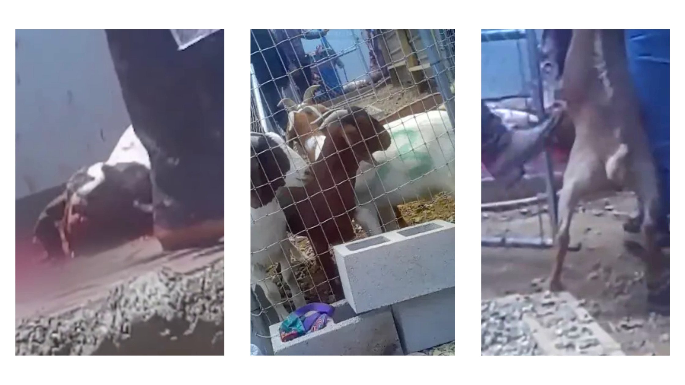Three Images from Animal Outlook's undercover investigation footage at Shahnawaz Ranch in Perris, California displaying alleged animal cruelty. 