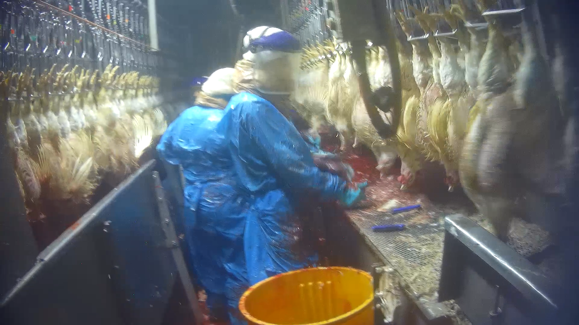 Ritual slaughtered chickens are not stunned and continue to move after their throats are cut.