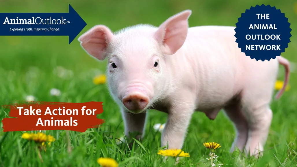 introducing the animal outlook network