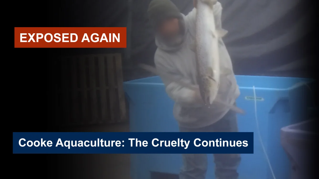 A live fish is clubbed with a metal rod