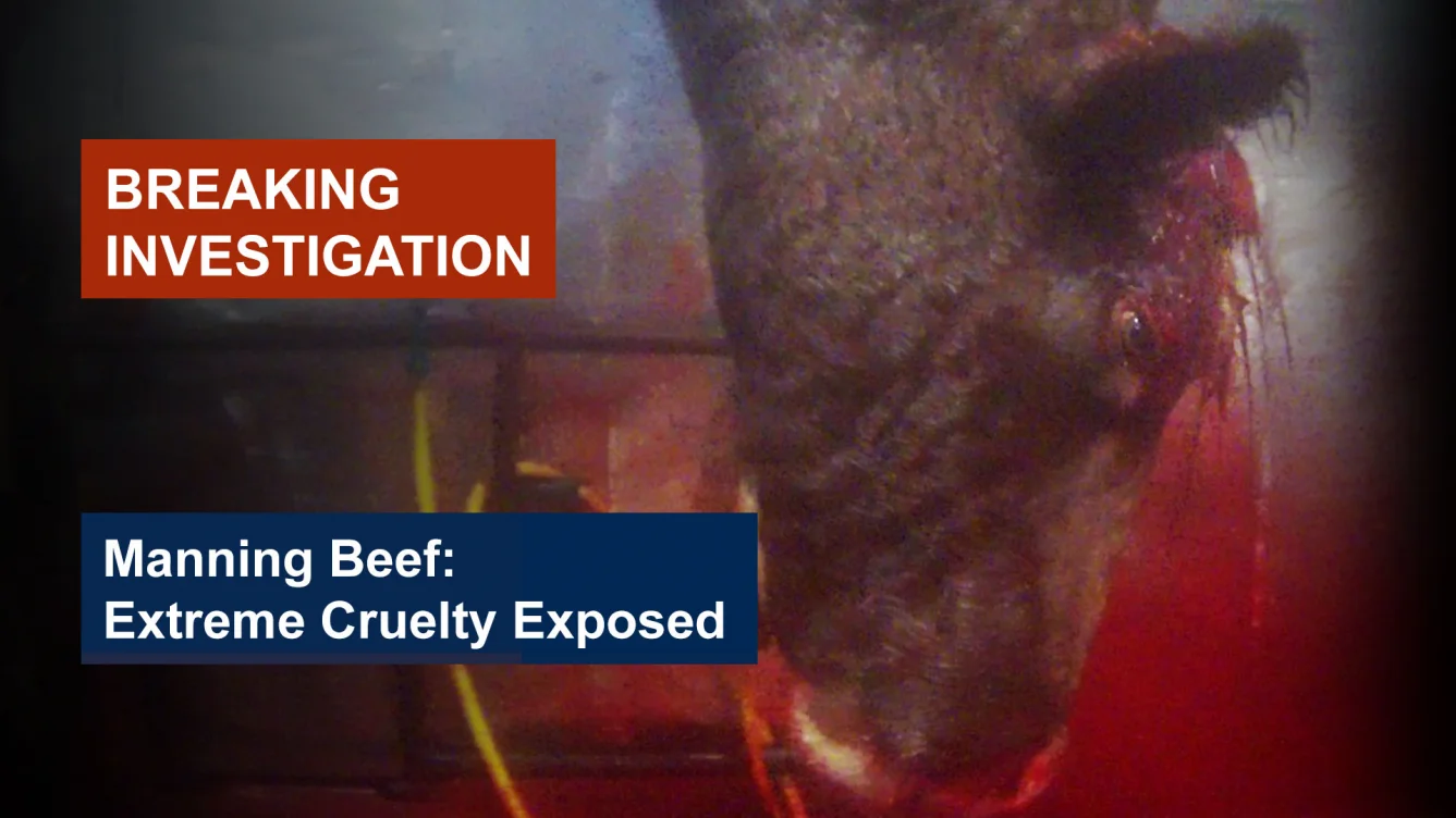 manning beef: cruelty exposed