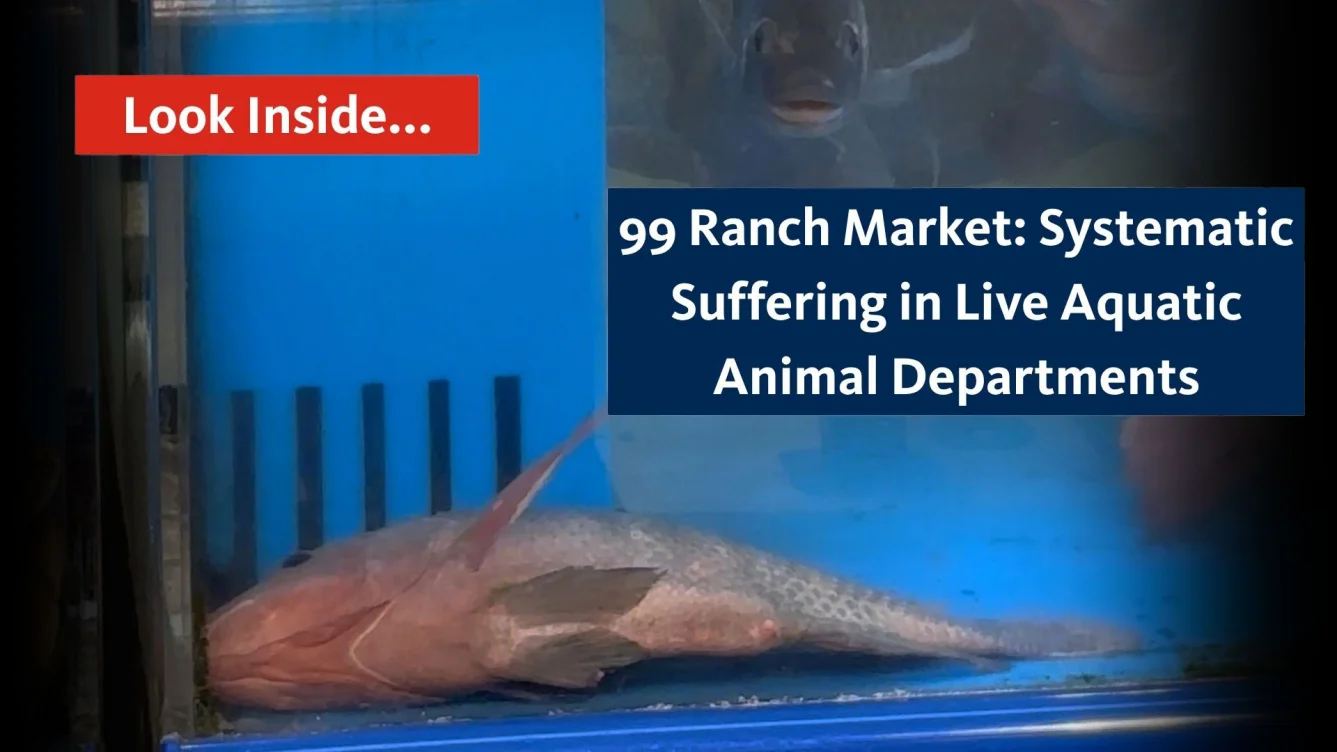 A live fish is clubbed with a metal rod